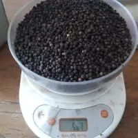 Black Pepper