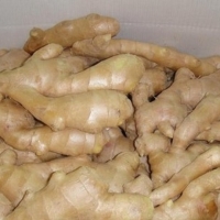 Ginger