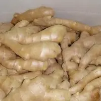 Ginger
