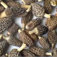Black Wild Mushroom