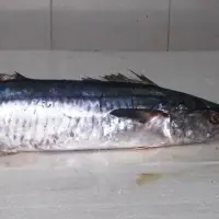 Whole Frozen Kingfish