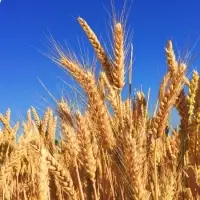 Wheat Food - Protein 12.5 %
