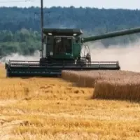 Wheat Food - Protein 11.5 %
