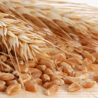 Wheat Food - Protein 10 %