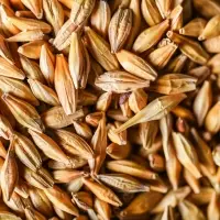 Barley Feed - Protein 10 %