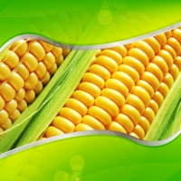 Corn For Animal Feed - Protein 8 %