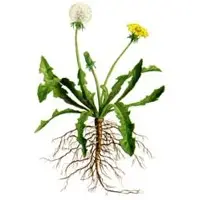 Other plantain seeds