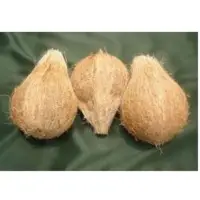 Fully Husked Coconut