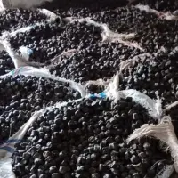 Uncaria Black Gambir