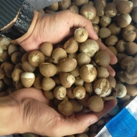 Betel Nut ( Areca Catechu )