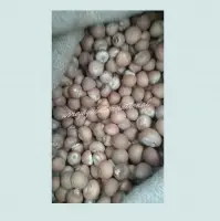 Aracea Betelnut Whole