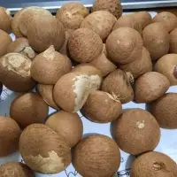 Areca Betel Nut