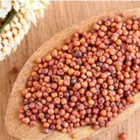 Finger Millets - Ragi