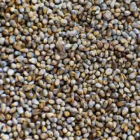 Pearl Millets