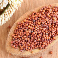 Finger Millets