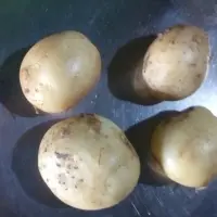 Fresh Potatoes