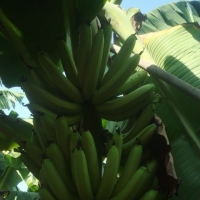 Fresh Banana