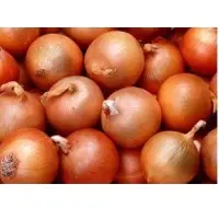 Onion