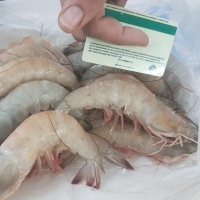 Vannamei Shrimp
