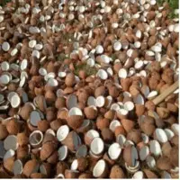 Sun Dried White Copra