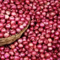 Onion