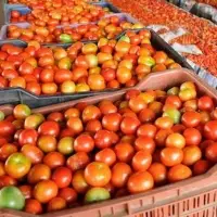 Tomato
