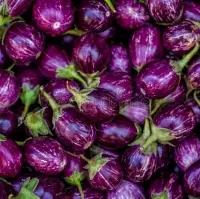 Brinjal