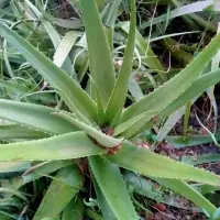 Aloe Vera Leaf