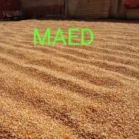 Myanmar Corn