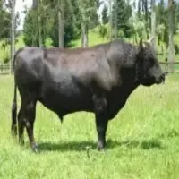 Cattle
