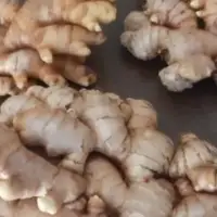 Ginger