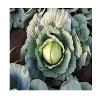 Cabbage
