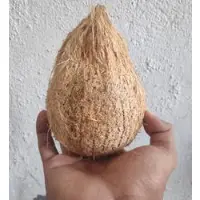 Coconut