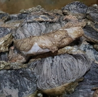 Omasum