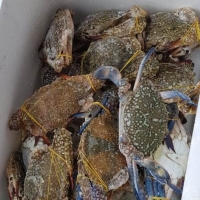Crab