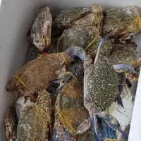 Crab