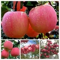Fresh Apples