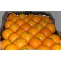 Fresh Valencia Oranges
