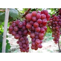 Fresh Red Grapes