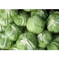 Fresh Red and Green Cabbage