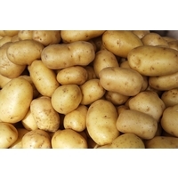 Fresh Holland Potato