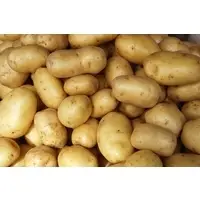 Fresh Holland Potato