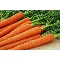 Fresh Carrots