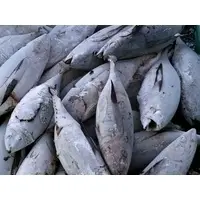 Fresh Frozen Tuna Fish