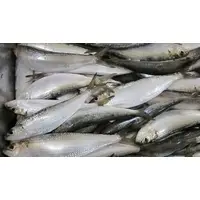 Fresh Frozen Whole Sardine Fish
