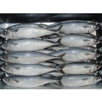 Fresh Frozen Mackerel Fish