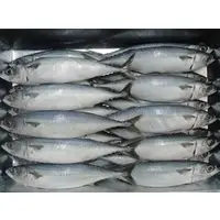 Fresh Frozen Mackerel Fish