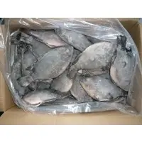 Fresh Frozen Tilapia Fish