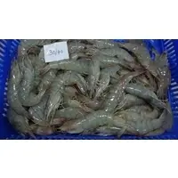 Fresh Frozen Shrimp