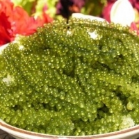 Dried Sea Grapes Shinesun Industry Supplier From Viet Nam Product Id 1145141